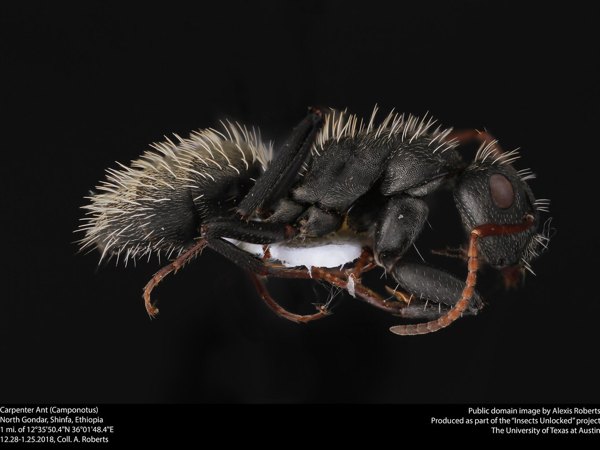 Ants control in Brookline, MA