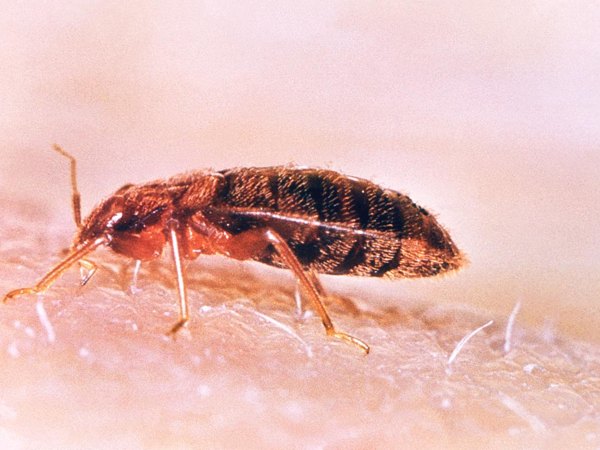 Bed Bugs control in Brookline, MA