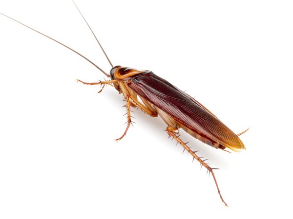 Cockroaches control in Brookline, MA