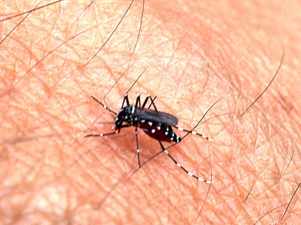 Mosquitoes & Ticks control in Brookline, MA