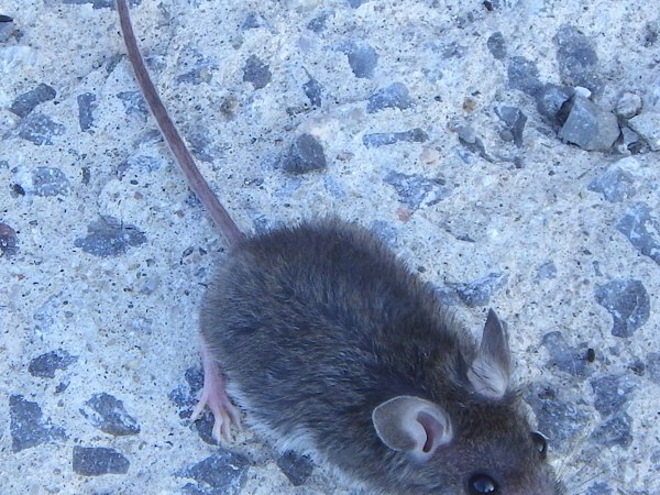 Rodents control in Brookline, MA