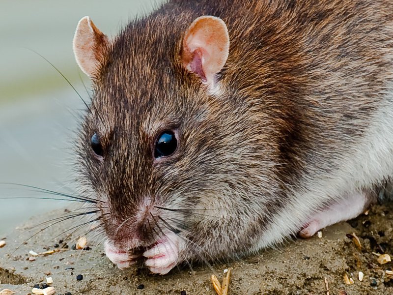 A brown rat, a common rodent pest in older Brookline homes