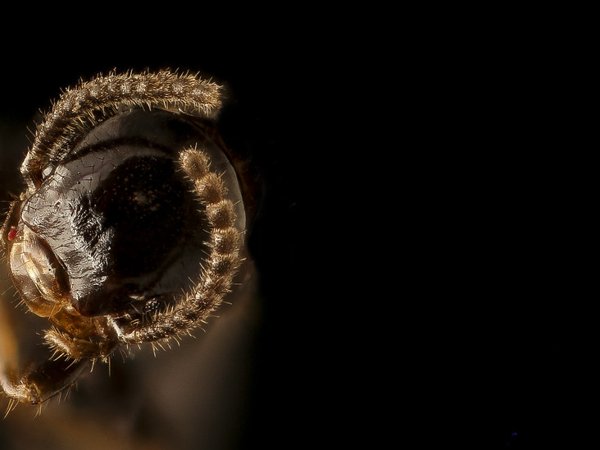 Termites control in Brookline, MA
