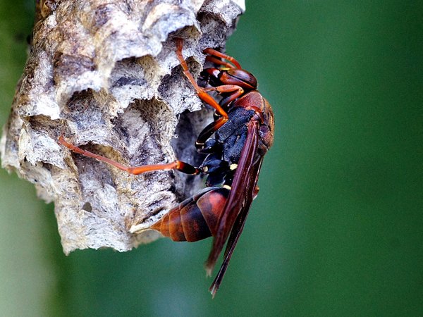 Wasps & Hornets control in Brookline, MA