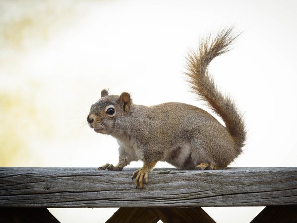 Wildlife control in Brookline, MA